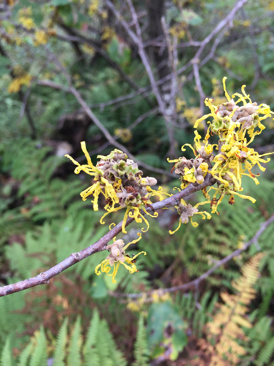 Witch hazel (hamamelis virginiana) in fall!