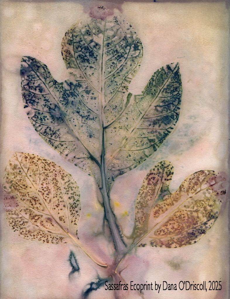 Sassafras albidium - an Ecoprint showing the different leaf patterns present in the sassafras and the mittens.