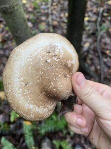 A picture of a birch polypore