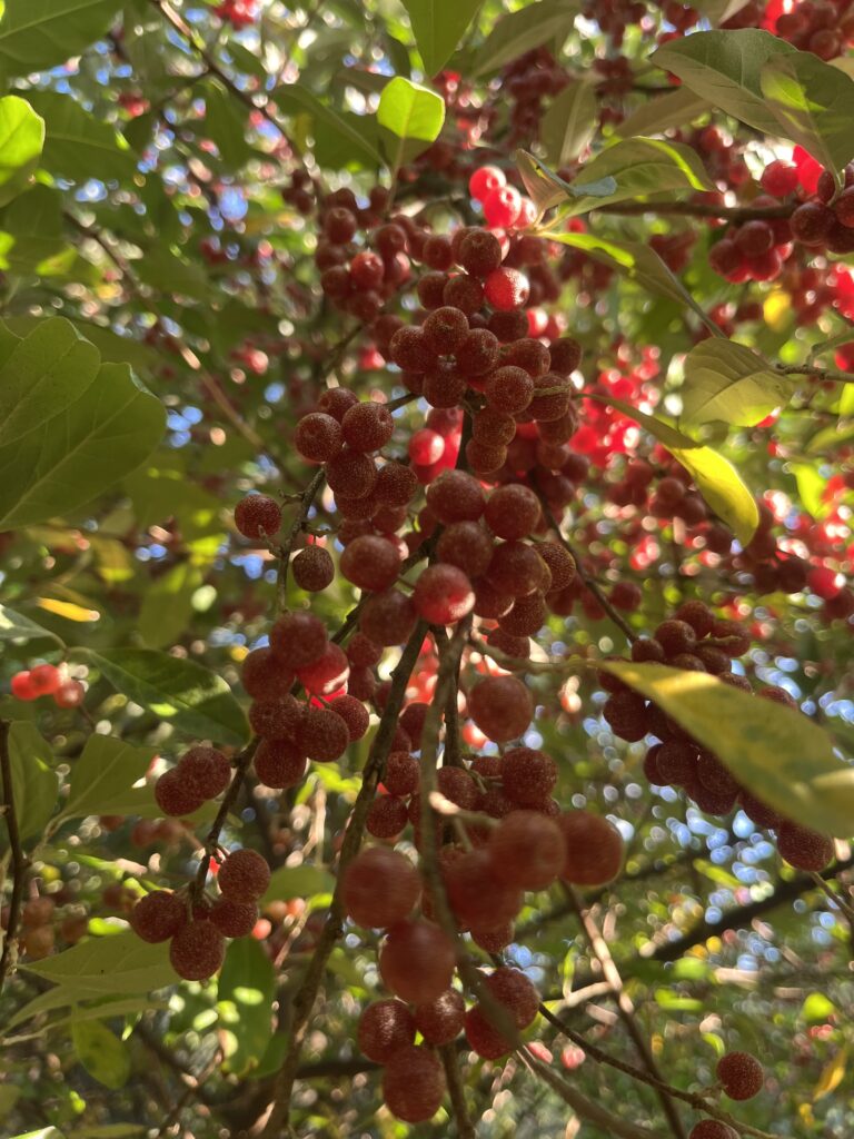 Autumn olive - a plant with a bad reputation but wonderful medicinal and edible qualities!