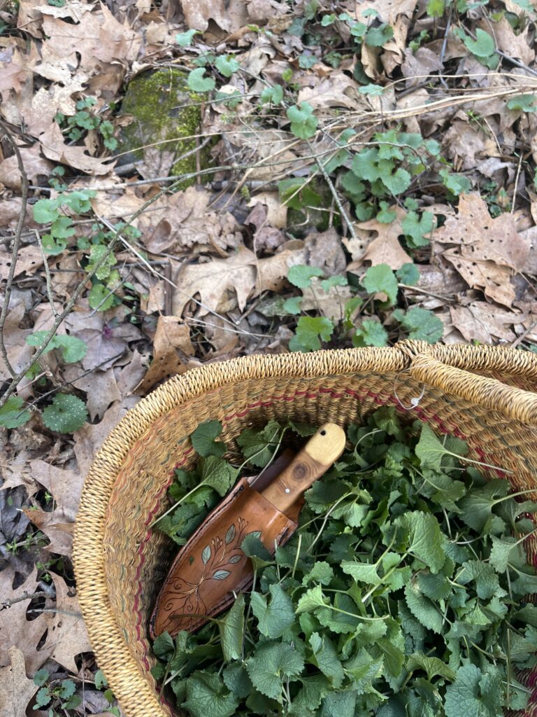 Foraging for garlic mustard in late March!