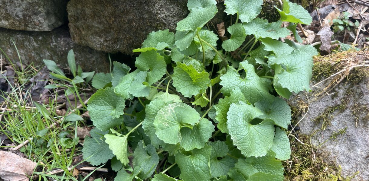 Garlic mustard
