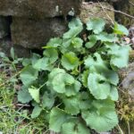 Garlic mustard