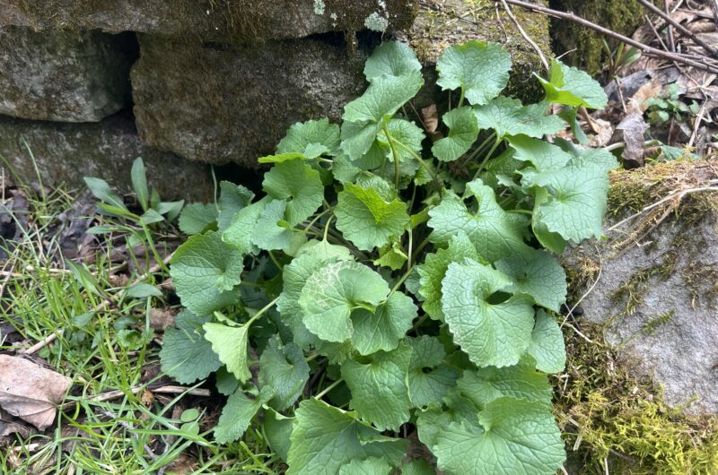 Garlic mustard